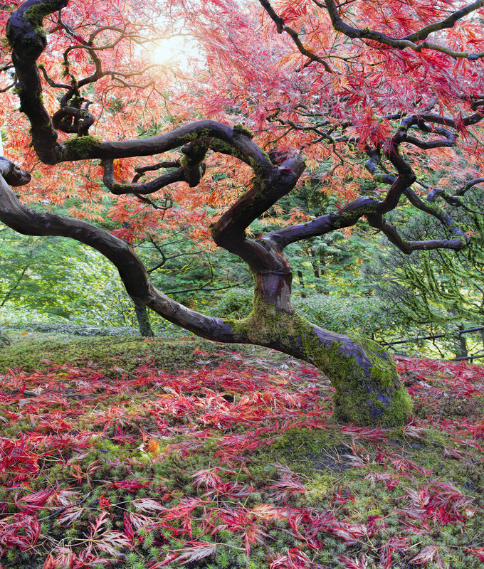 Eastwoodhill Arboretum