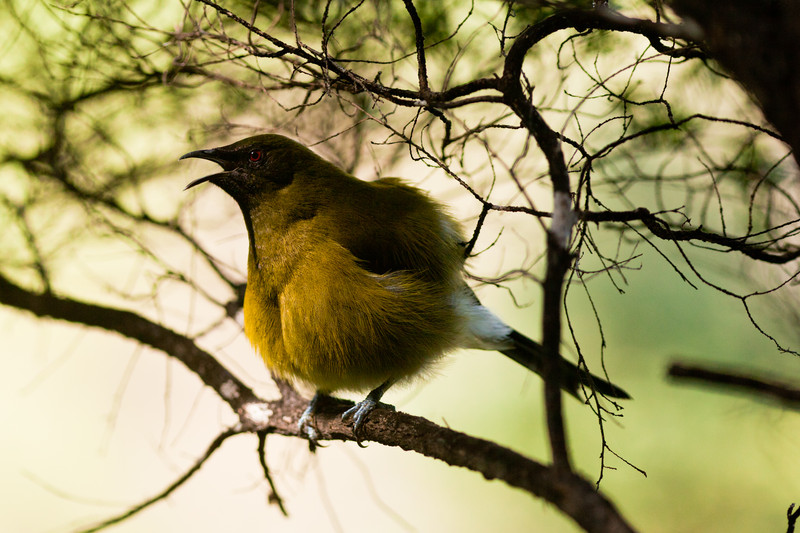 Gisborne Botanical Gardens