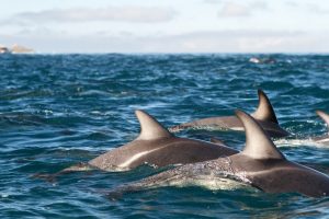 Swim with the dolphins in New Zealand