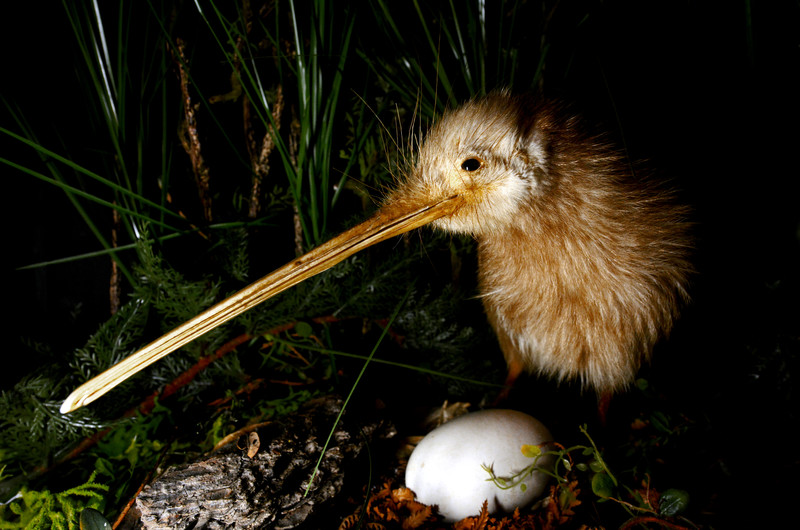 Kiwi Encounter at Rainbow Springs Nature Park