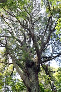 Grays Bush Scenic Reserve Walking Trails