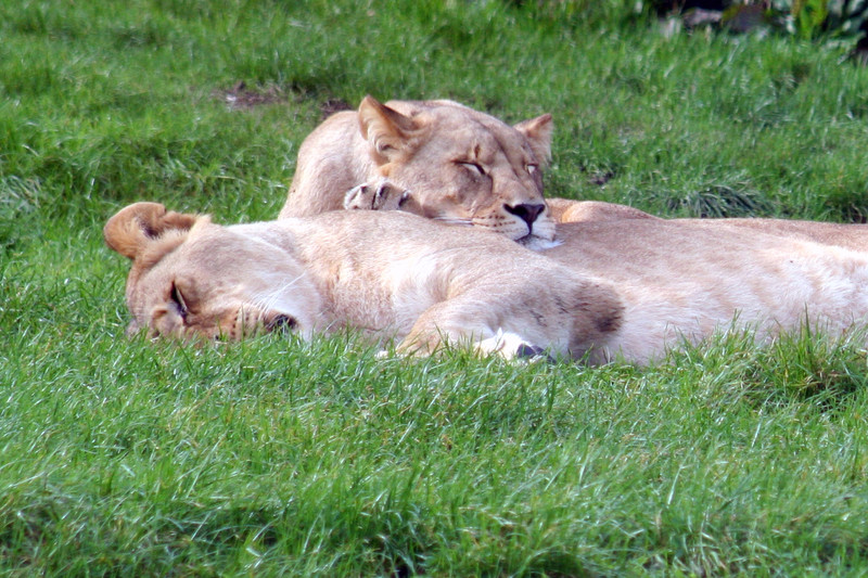 fun animal park in rotorua