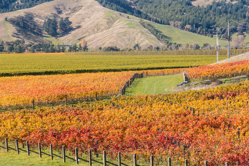 autumn in new zealand