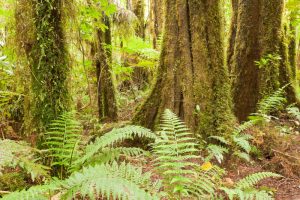 Gray's Bush Scenic Reserve