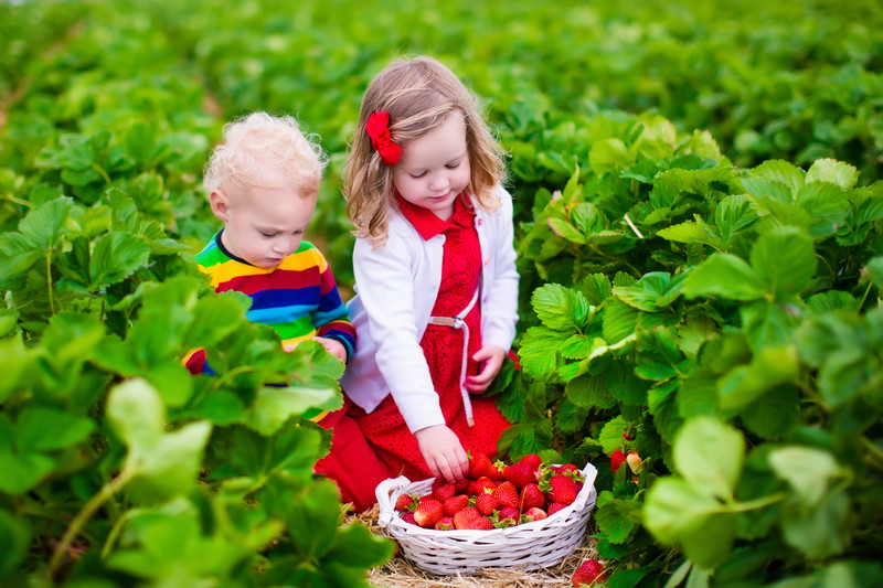 Julians Berry Farm