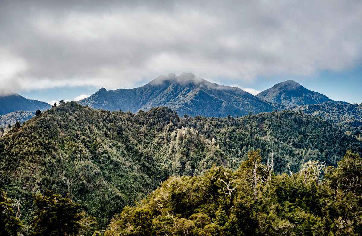 Raukumara Conservation Park